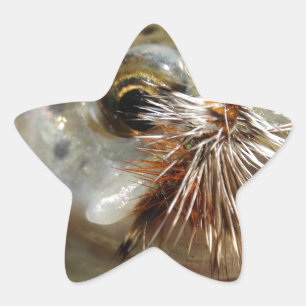 Adesivo Estrela Foto do Rainbow Trout