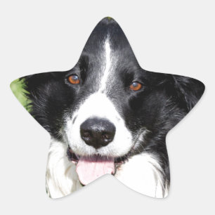 Adesivo Estrela Fotografia de um cachorro feliz