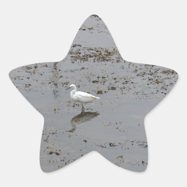 Adesivo Estrela Garça-branca-pequena (Frente)