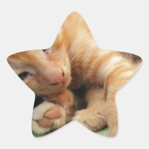 Adesivo Estrela Gatinho De Gelado De Tigre