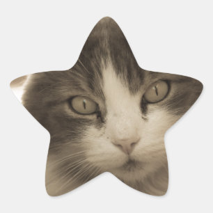Adesivo Estrela Gato bonito em estilo Sepia