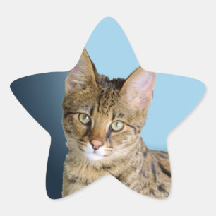 Adesivo Estrela Gato do savana