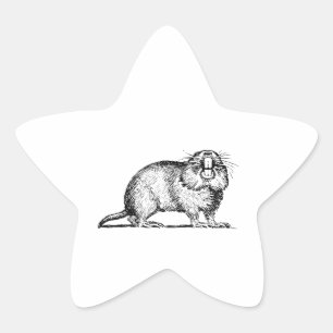 Adesivo Estrela Gopher