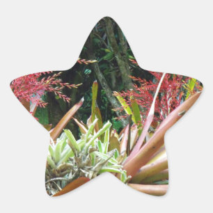 Adesivo Estrela Grande Ilha do Pau das Estrelas do Jardim Botânic
