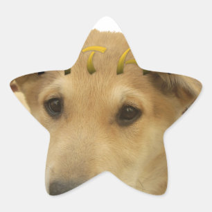 Adesivo Estrela "Hakuna Matata Pup" - Amor Sem Preocupação