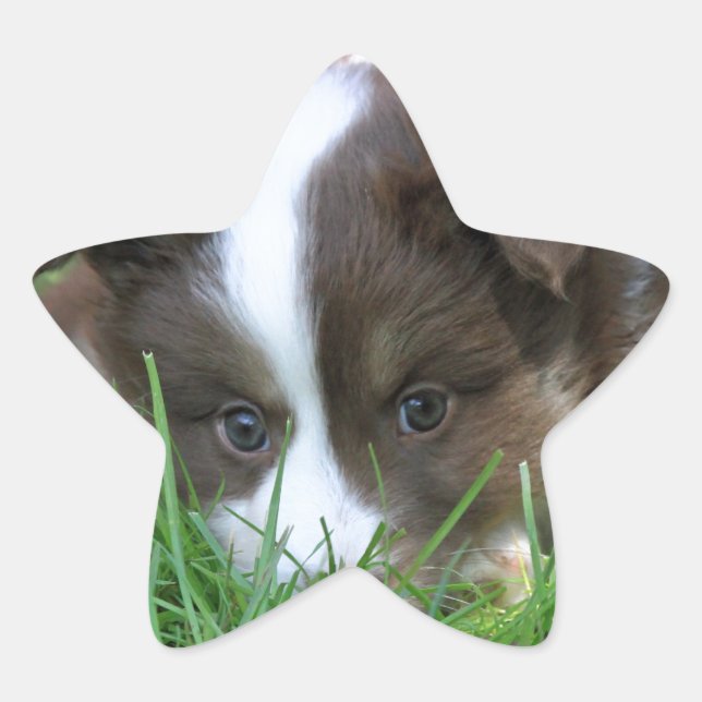Adesivo Estrela Islandhund (Frente)