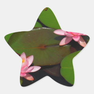 Adesivo Estrela Jardim cor-de-rosa do lírio de água dos lótus,