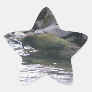 Adesivo Estrela Kea