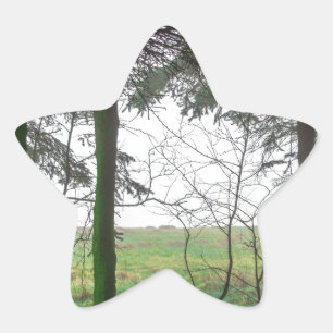 Adesivo Estrela Limpeza da floresta no nevoeiro