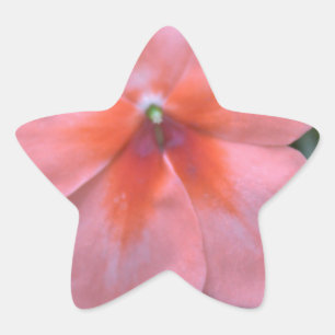 Adesivo Estrela Lindas flores cor-de-rosa comuns de jardim. Foto f