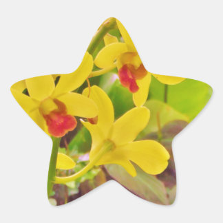 Adesivo Estrela Lindas orquídeas de outono amarelas