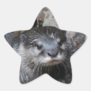 Adesivo Estrela Lontra enlameada