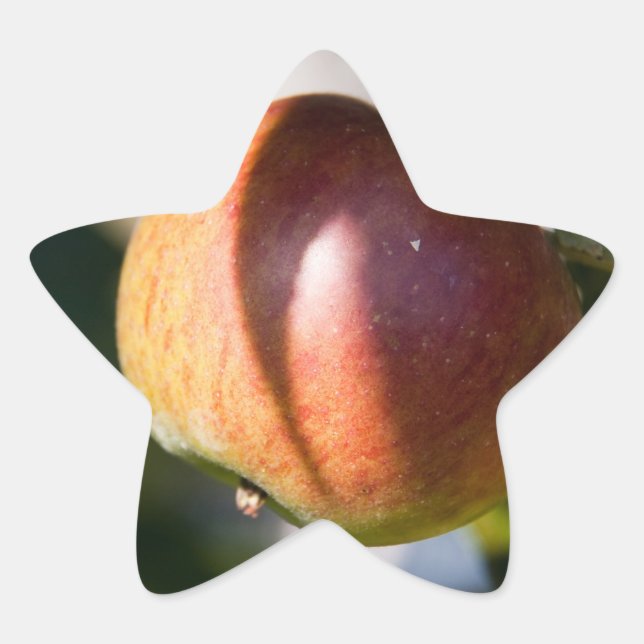 Adesivo Estrela Maçã (Frente)