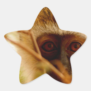 Adesivo Estrela Macaco atrevido.