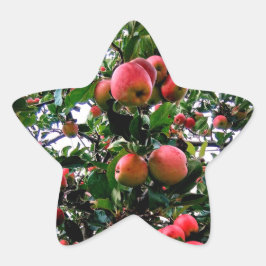 Adesivo Estrela Maçãs