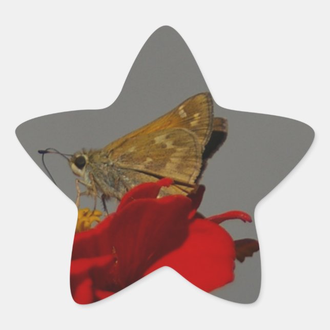 Adesivo Estrela Mães e Zinnia Vermelha (Frente)