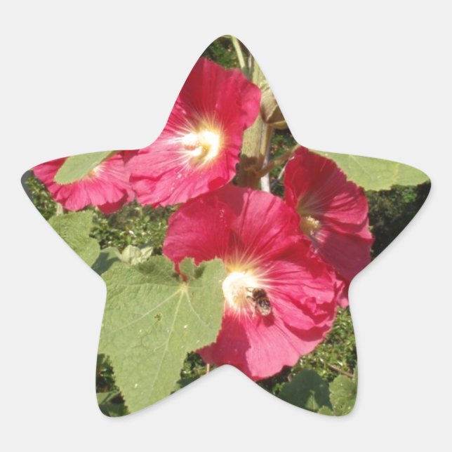 Adesivo Estrela Malvarisas Rosa (Frente)