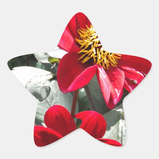 Adesivo Estrela margarida rosa-vermelha / flores das margaridas (Frente)