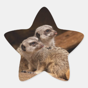Adesivo Estrela Meerkat Star Sticker