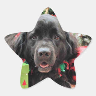 Adesivo Estrela Natal - Terra Nova - Izzie