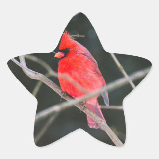 Adesivo Estrela Norte Cardinal Crest