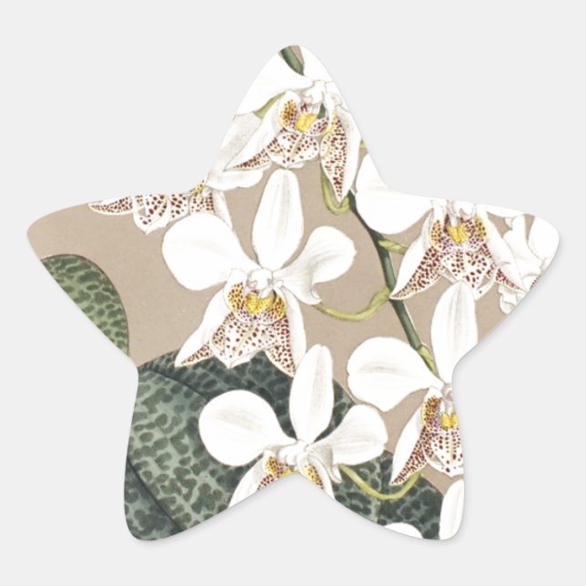 Adesivo Estrela Orquídeas (Frente)