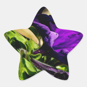 Adesivo Estrela Pânico Roxo