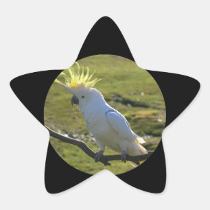 Adesivo Estrela Papagaio Amarelo e Branco
