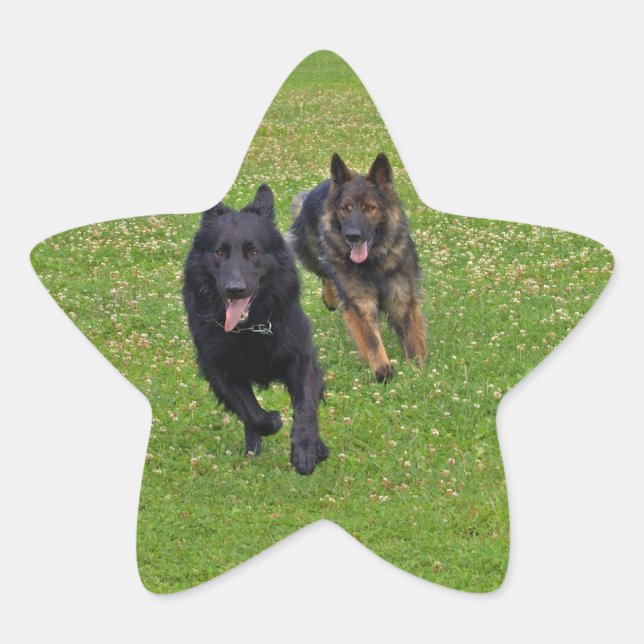 Adesivo Estrela Par de German shepherd (Frente)