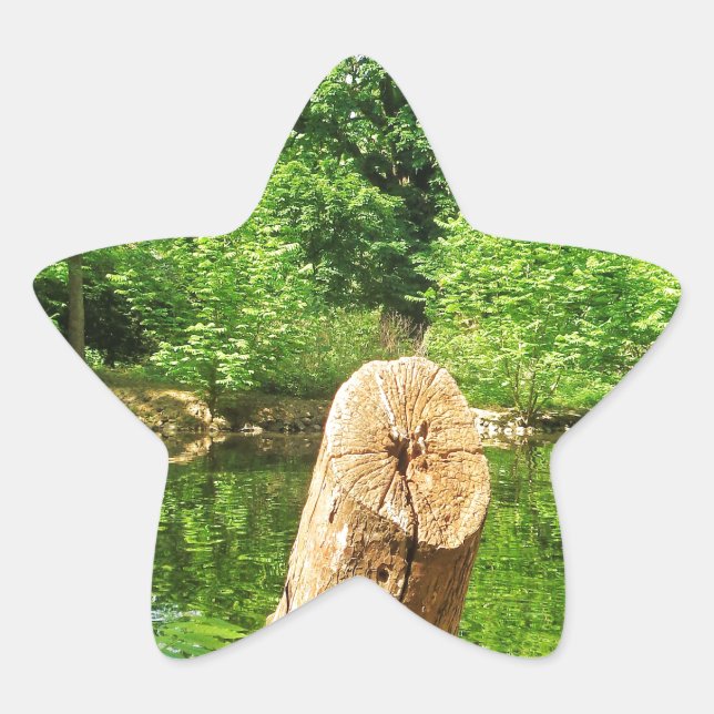 Adesivo Estrela Parque do Lago Fotografia do Tronco Árvore (Frente)