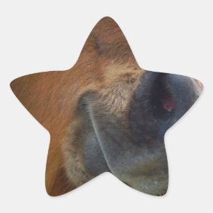 Adesivo Estrela Páscoa Bunny e Cavalo Marrom