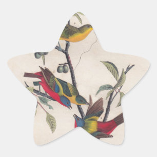 Adesivo Estrela Pássaro Antiguado Pintado com Audubon