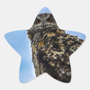 Adesivo Estrela Pássaro Coruja Penas Animal Nature Destino Paz Amo