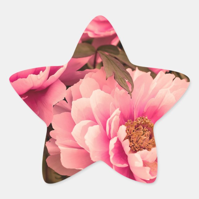 Adesivo Estrela Pink  Peony Flower (Frente)
