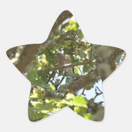 Adesivo Estrela Pintassilgo-real