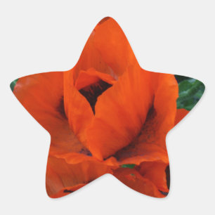 Adesivo Estrela Poppies