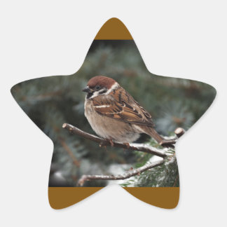 Adesivo Estrela Puff de passarinho