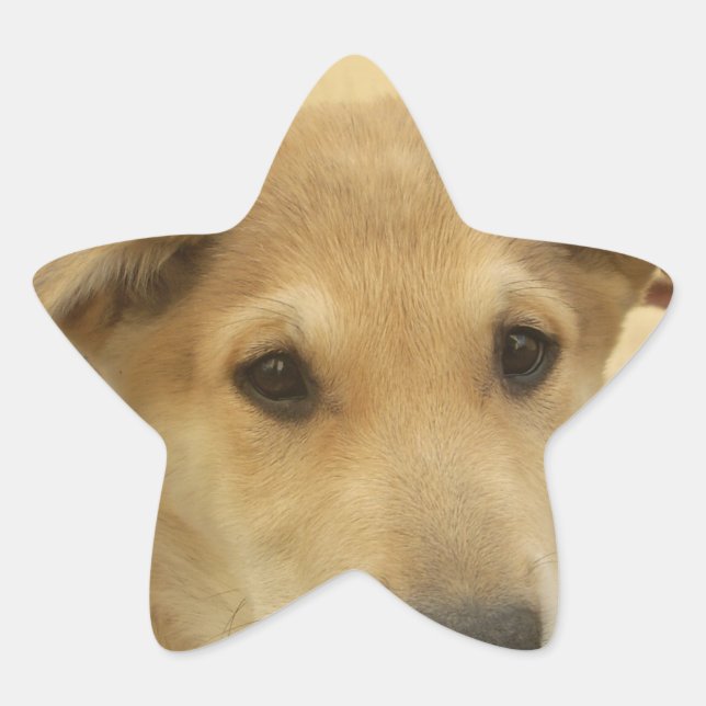 Adesivo Estrela Puppy Love: Melhor Amigo do Homem (Frente)