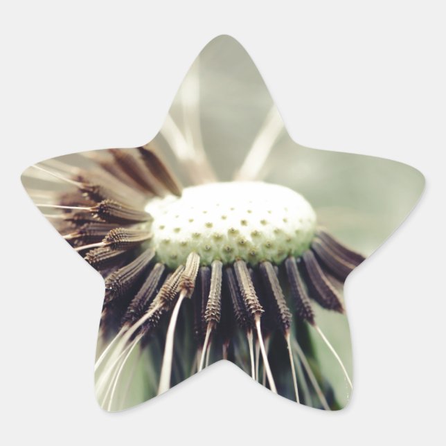 Adesivo Estrela Pusteblume 2013 3 (Frente)