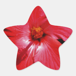 Adesivo Estrela Red Hibiscus