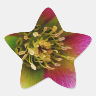 Adesivo Estrela Rosa cor-de-rosa,