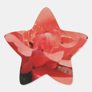 Adesivo Estrela rosa de pêssego e colírio