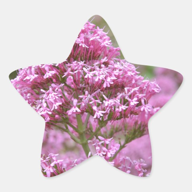 Adesivo Estrela Rosa Mar (Frente)