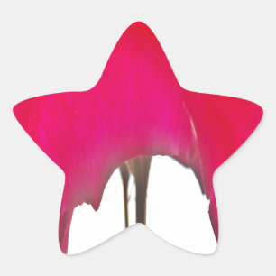 Adesivo Estrela Rosa vermelha surpreendente bonita sob o céu