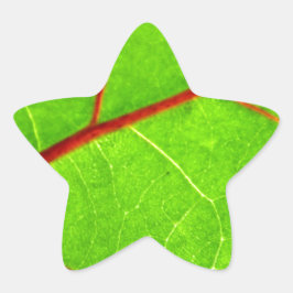 Adesivo Estrela Rua. Thomas 1