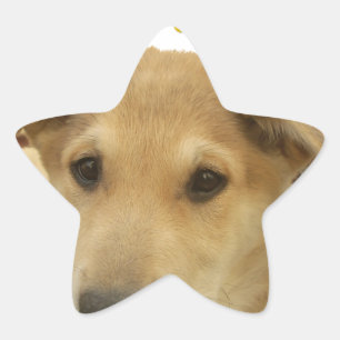 Adesivo Estrela Sabedoria ouro: Uma Visão Cachorra da Escola da Vi