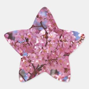 Adesivo Estrela Sakura Pink Chersom Sky