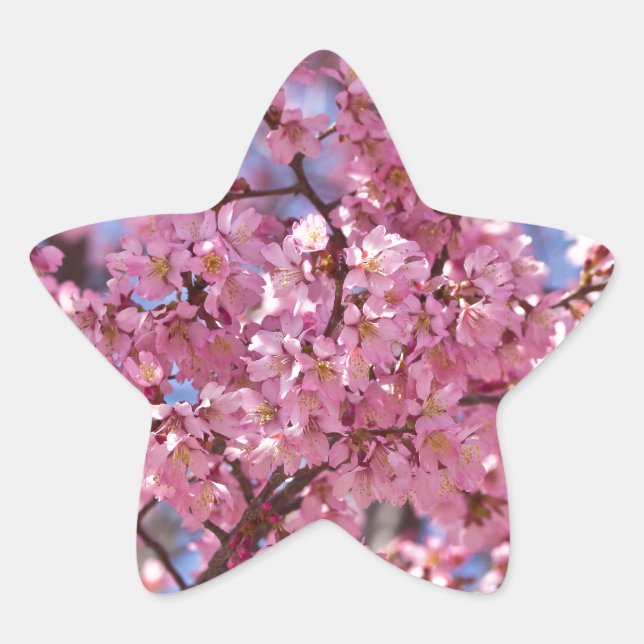 Adesivo Estrela Sakura Pink Chersom Sky (Frente)
