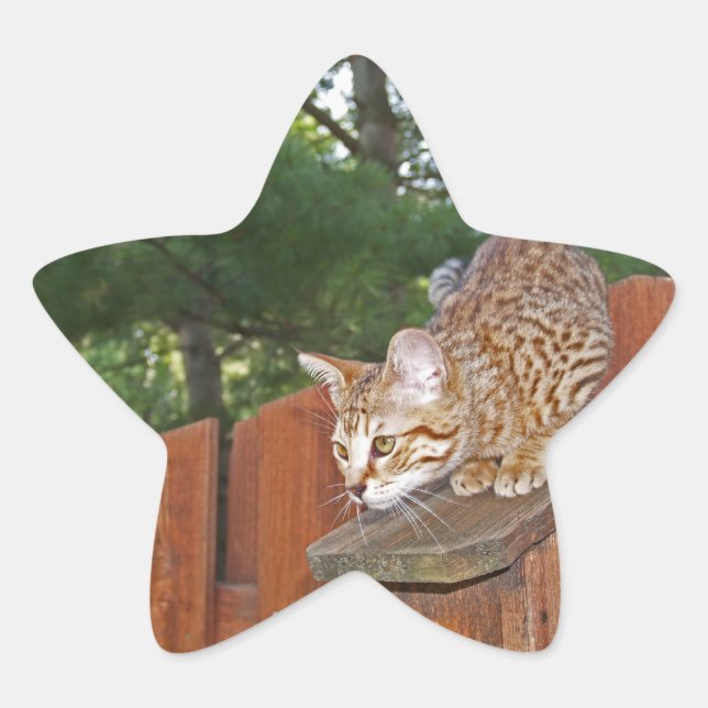 Adesivo Estrela Savannah Cat Star Sticker (Frente)