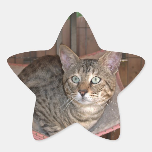 Adesivo Estrela Savannah Cat Star Sticker (Frente)